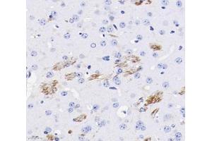 Immunohistochemistry analysis of paraffin-embedded mouse brain using,CHL1 (ABIN7073418) at dilution of 1: 400
