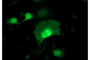 Anti-ADH1B mouse monoclonal antibody (ABIN2454479) immunofluorescent staining of COS7 cells transiently transfected by pCMV6-ENTRY ADH1B (RC205391). (ADH1B 抗体)