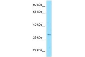 Image no. 1 for anti-DnaJ (Hsp40) Homolog, Subfamily C , Member 25 (DNAJC25) (AA 173-222) antibody (ABIN6748264) (DNAJC25 抗体  (AA 173-222))