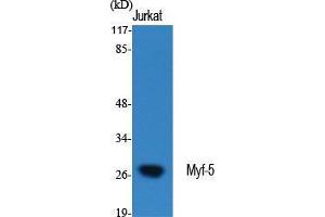 Western Blot (WB) analysis of specific cells using Myf-5 Polyclonal Antibody. (MYF5 抗体  (Internal Region))