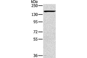 Western blot analysis of Hbmec cell, using PLXND1 Polyclonal Antibody at dilution of 1:200 (PLXND1 抗体)