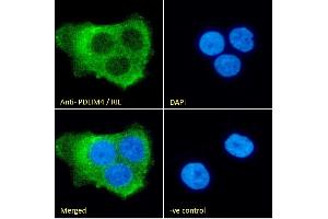 (ABIN185168) Immunofluorescence analysis of paraformaldehyde fixed A431 cells, permeabilized with 0.
