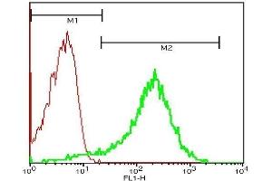 Mouse blood cells probed with Rabbit Anti-CD62p Polyclonal Antibody, FITC Conjugated . (P-Selectin 抗体  (AA 701-768))