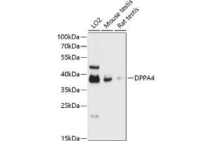 Western blot analysis of extracts of various cell lines, using DPP antibody (ABIN6127776, ABIN6139802, ABIN6139804 and ABIN6217823) at 1:3000 dilution. (DPPA4 抗体  (AA 15-304))