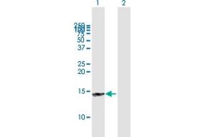 NT5C antibody  (AA 1-117)
