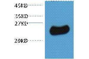 Western Blotting (WB) image for anti-Glutathione S Transferase (GST) antibody (ABIN3181261) (GST 抗体)