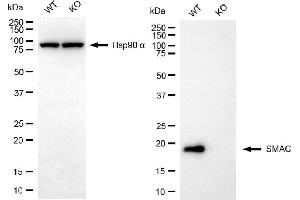 Western blotting analysis using SMAC antibody (ABIN7800283). (Recombinant DIABLO 抗体)