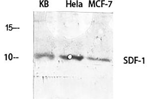 Western Blot analysis of KB (1), Hela (2), MCF-7 (3), diluted at 1:2000. (CXCL12 抗体  (C-Term))