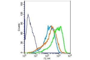 RSC96 cells probed with Rabbit Anti-NF-M Polyclonal Antibody . (NEFM 抗体  (AA 101-200))
