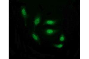 Image no. 6 for anti-THUMP Domain Containing 1 (THUMPD1) antibody (ABIN1501384) (THUMPD1 抗体)