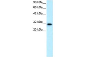 Western Blotting (WB) image for anti-D Site of Albumin Promoter (Albumin D-Box) Binding Protein (DBP) antibody (ABIN2460392) (DBP 抗体)