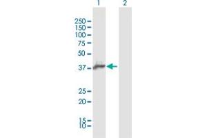 Western Blot analysis of AIM2 expression in transfected 293T cell line by AIM2 MaxPab polyclonal antibody. (AIM2 抗体  (AA 1-343))