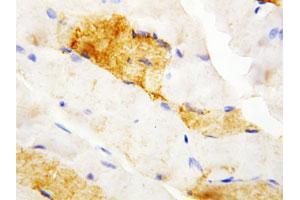Immunohistochemical staining of paraffin-embedded rat skeletal muscle tissue section with CA3 polyclonal antibody . (CA3 抗体  (N-Term))