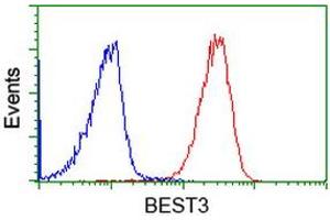 Image no. 2 for anti-Bestrophin 3 (BEST3) antibody (ABIN1501731) (Bestrophin 3 抗体)