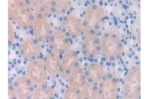 Detection of UCHL4 in Mouse Kidney Tissue using Polyclonal Antibody to Ubiquitin Carboxyl Terminal Hydrolase L4 (UCHL4) (UCHL4 抗体  (AA 2-233))