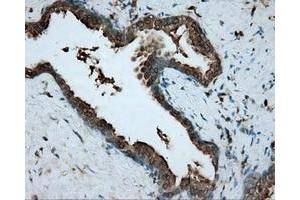 Immunohistochemical staining of paraffin-embedded pancreas tissue using anti-RDH11 mouse monoclonal antibody. (RDH11 抗体)