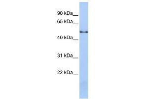 WB Suggested Anti-NOVA1 Antibody Titration:  0. (NOVA1 抗体  (Middle Region))