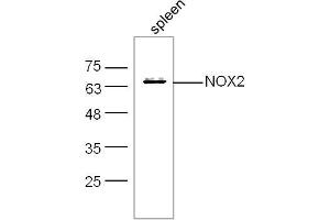 Mouse spleen lysates probed with NOX2/gp91phox Polyclonal Antibody, unconjugated  at 1:300 overnight at 4°C followed by a conjugated secondary antibody at 1:10000 for 60 minutes at 37°C. (CYBB 抗体  (AA 501-570))