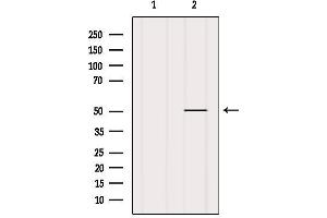 Western blot analysis of extracts from MCF7, using CHRNA10 Antibody. (CHRNA10 抗体  (C-Term))