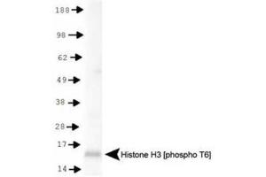 Western Blotting (WB) image for anti-Histone 3 (H3) (pThr6) antibody (ABIN5706883)
