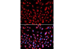 Immunofluorescence (IF) image for anti-Claudin 11 (CLDN11) antibody (ABIN1871890) (Claudin 11 抗体)