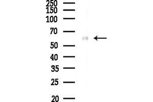 anti-Gliomedin (GLDN) (N-Term) antibody