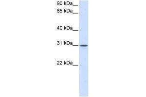 Neuroplastin antibody used at 1 ug/ml to detect target protein. (NPTN 抗体  (Middle Region))