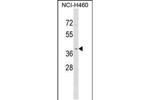 Western blot analysis in NCI-H460 cell line lysates (35ug/lane). (OR2Y1 抗体  (C-Term))