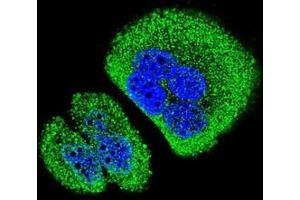 anti-Sosondowah Ankyrin Repeat Domain Family Member D (SOWAHD) (AA 203-233), (C-Term) antibody