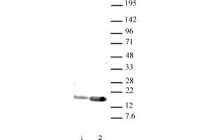 Western blot of Histone H3K9ac antibody (pAb). (Histone 3 抗体  (acLys9))