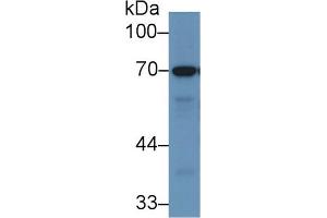 Western Blot; Sample: Porcine Stomach lysate; Primary Ab: 1µg/ml Rabbit Anti-Human RPN1 Antibody Second Ab: 0. (RPN1 抗体  (AA 308-438))