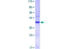 GNa14 Protein (AA 150-250) (GST tag)