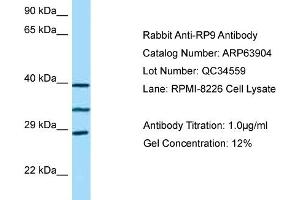 Western Blotting (WB) image for anti-Retinitis Pigmentosa 9 (Autosomal Dominant) (RP9) (C-Term) antibody (ABIN971593) (RP9 抗体  (C-Term))