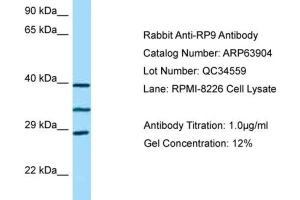 RP9 抗体  (C-Term)