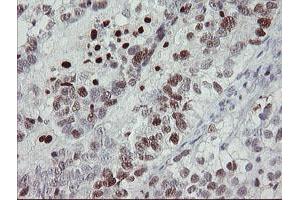 Image no. 10 for anti-Transcription Factor MafB (MAFB) (AA 32-320) antibody (ABIN1491411)