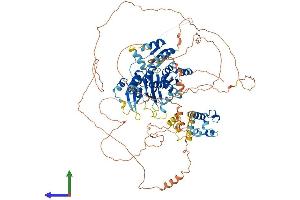 Protein Structure (PS) image for Bicaudal C Homolog 1 (BICC1) (AA 1-977) protein (His tag) (ABIN7564902)