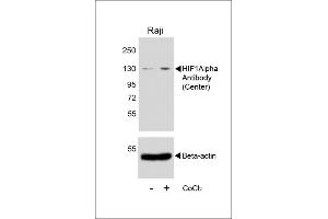 Western blot analysis of lysates from Raji cell line, untreated or treated with CoCl2(0. (HIF1A 抗体  (AA 519-547))