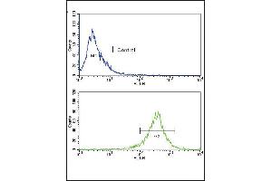 Flow cytometric analysis of WiDr cells using FGFR4 Antibody (bottom histogram) compared to a negative control(top histogram). (FGFR4 抗体  (N-Term))