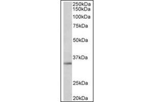 Staining of A549 lysate (35µg protein in RIPA buffer) using Spondin-2 antibody at 1 µg/ml. (SPON2 抗体  (Internal Region))