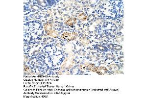 Rabbit Anti-RBM4B Antibody  Paraffin Embedded Tissue: Human Kidney Cellular Data: Epithelial cells of renal tubule Antibody Concentration: 4. (RBM4B 抗体  (C-Term))