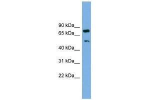 RBM42 antibody used at 1 ug/ml to detect target protein.