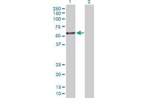 Western Blot analysis of ITFG2 expression in transfected 293T cell line by ITFG2 MaxPab polyclonal antibody. (ITFG2 抗体  (AA 1-447))