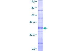 HNF4A Protein (AA 324-423) (GST tag)