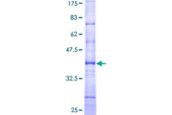 HNF4A Protein (AA 324-423) (GST tag)