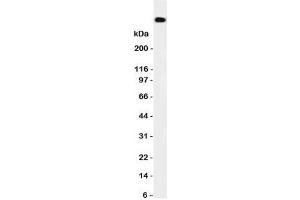 Western blot testing of DNA PKcs antibody and HeLa cell lysate. (PRKDC 抗体  (N-Term))