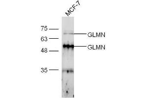 MCF-7 lysates probed with Anti-FK506 binding protein associated protein Polyclonal Antibody, Unconjugated  at 1:5000 90min in 37˚C. (GLMN 抗体  (AA 151-250))