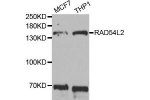 Western blot analysis of extracts of various cell lines, using RAD54L2 antibody (ABIN5973621) at 1/1000 dilution.