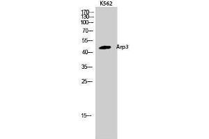 Western Blotting (WB) image for anti-Angiopoietin-Like 6 (ANGPTL6) (C-Term) antibody (ABIN3173887) (ANGPTL6 抗体  (C-Term))