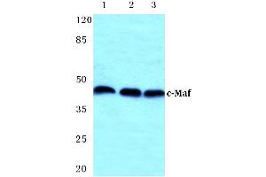 Western blot (WB) analysis of c-Maf antibody at 1/500 dilution (MAF 抗体)