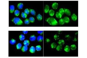 Catalase antibody used at a dilution of 1:100 to detect mouse macrophages. (Catalase 抗体  (Middle Region))
